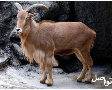 الضأن البربري .. تعرف على هذا الحيوان المميز في شمال إفريقيا