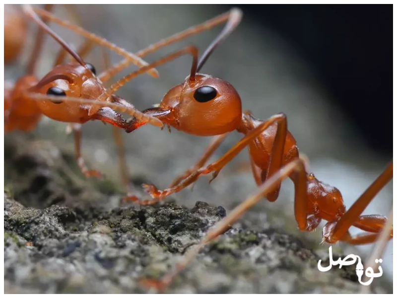 أنظف-الحيوانات-في-العالم