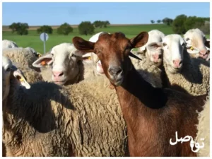 الماعز-الغنم
