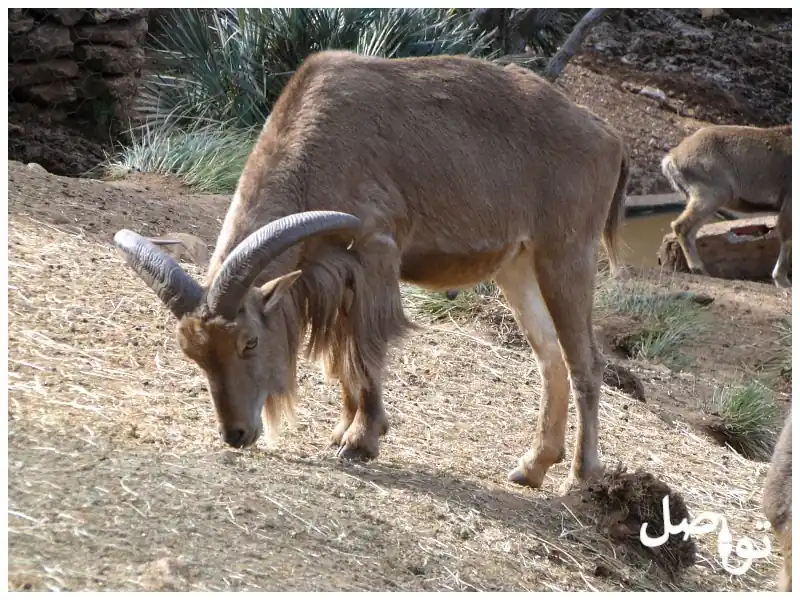 الضأن-البربري