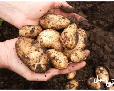 زراعة البطاطس في المنزل: إليك الطريقة الصحيحة والسهلة