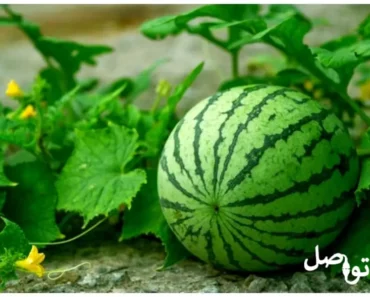 سر نجاح زراعة البطيخ: نقاط أساسية لتحقيق محصول مثمر