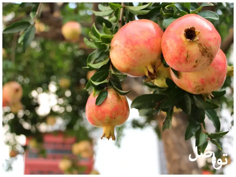 زراعة-الرمان