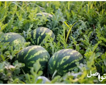 أفضل طرق زراعة البطيخ: دليل شامل على الري، مواعيد الزراعة، وأنواع التربة المثلى